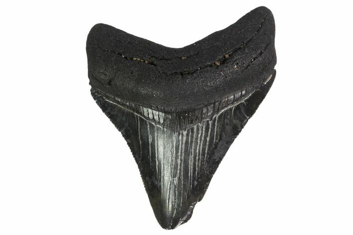 Juvenile Megalodon Tooth - Georgia #144369